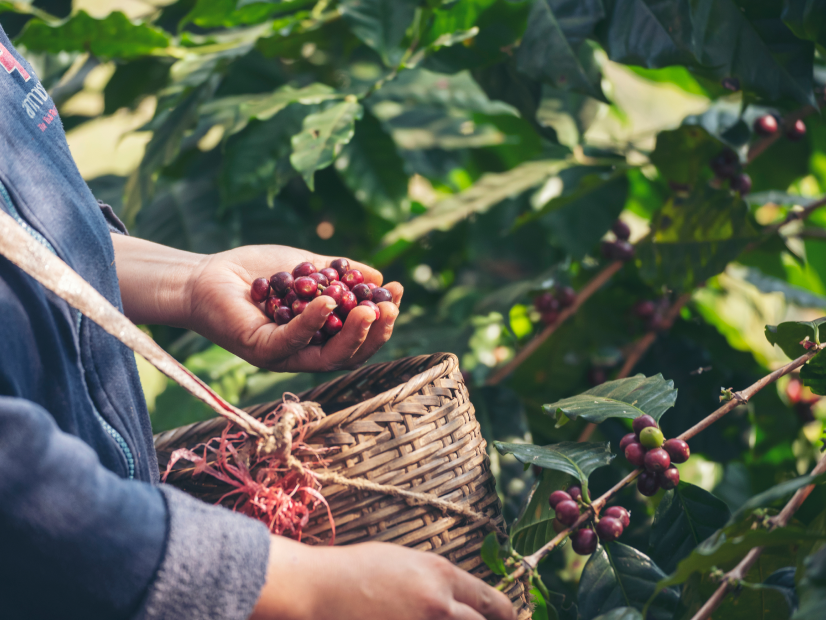 Use fair trade coffee beans